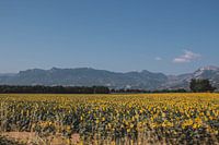 Sonnenblumenfelder unter der Sonne der Provence