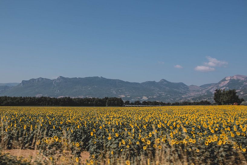 Champs de tournesols sous le soleil de Provence par Dixy Kracht