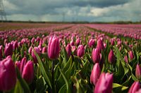 Des tulipes dans les champs