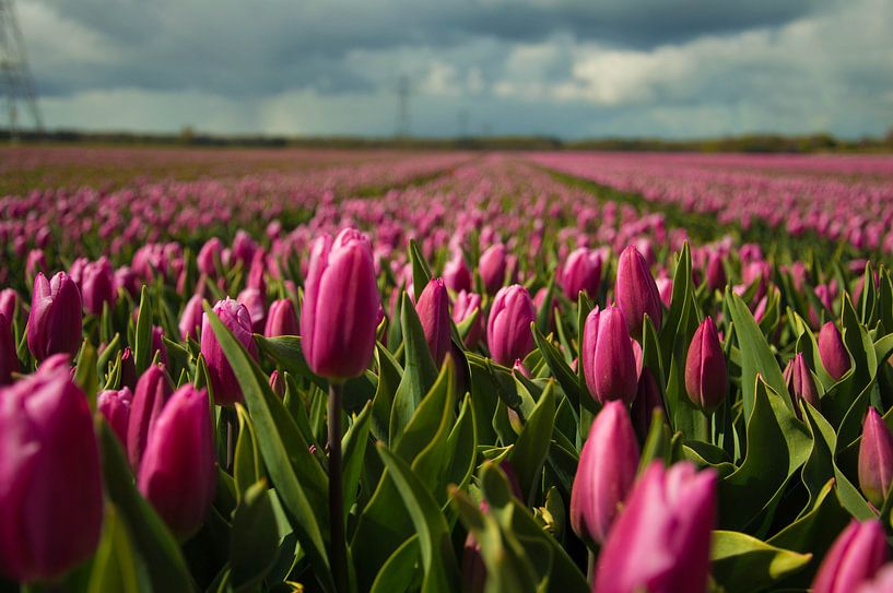 Tulpen auf dem Feld von Robert Snoek