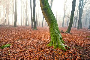 Nebliger Wald an einem nebligen Wintertag