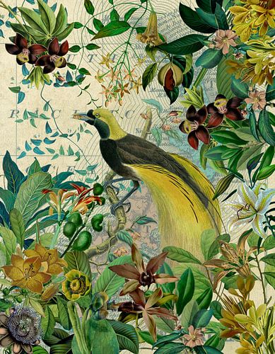 Paradiesvogel im tropischen Dschungel