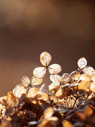 Dried hydrangea