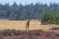 Rothirsch schaut über die Ebene der Hoge Veluwe