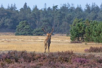 Red deer looks over the plain of the Hoge Veluwe by Eric Wander