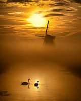 Liefdes zwanen in de polder.