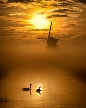Liefdes zwanen in de polder. van Richard Nell