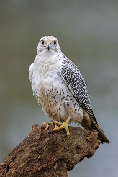 Natuurfotografie van Marieke Deinum