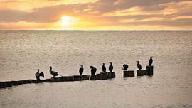 Cormorans sur un épi au bord de la mer Baltique. sur Martin Köbsch