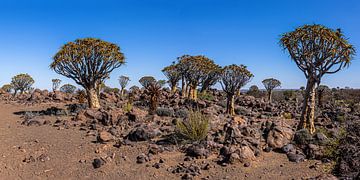 Quiver Tree Forest by Dirk Smets