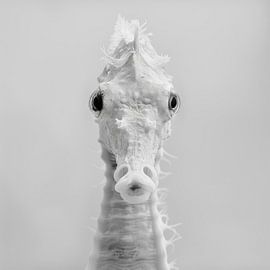 Zeepaard van Poster Art Shop