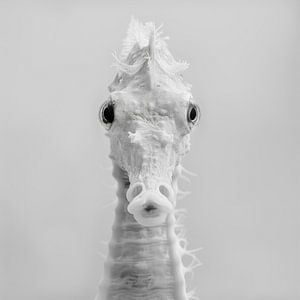 Zeepaard