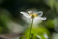 Witte bloem