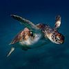 Aide à la plongée pour les tortues sur Bfec.nl