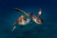 Schilpad scuba hulp