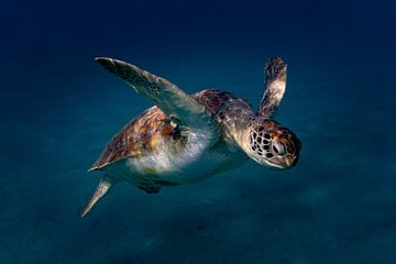 Aide à la plongée pour les tortues sur Bfec.nl