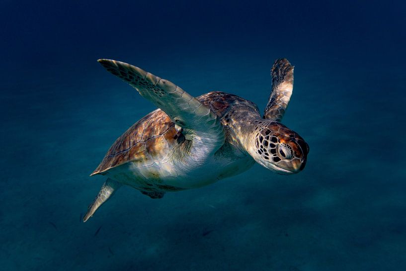 Turtle selfie by Bfec.nl