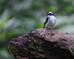 Ein Elsterschnäpper auf einem Baumstumpf im Wald
