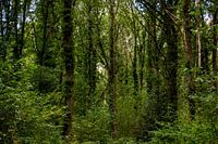 De kracht van het bos