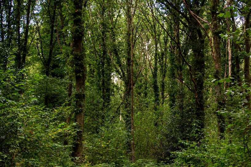 Le pouvoir de la forêt par Brenda bonte