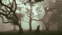 Mysterieuze bomen in de mist