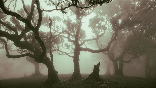 Arbres mystérieux dans le brouillard sur Erwin Pilon