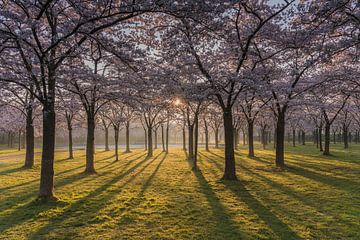 Lever du soleil dans le parc des cerisiers en fleurs de l'Amsterdamse Bos