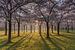 Lever du soleil dans le parc des cerisiers en fleurs de l'Amsterdamse Bos sur Jeroen de Jongh