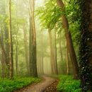 Forêt par Lars van de Goor Aperçu