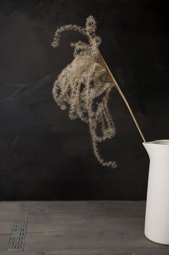 Donker stilleven met siergras pluim