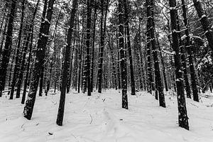 Winters bos 4 van Albert Mendelewski