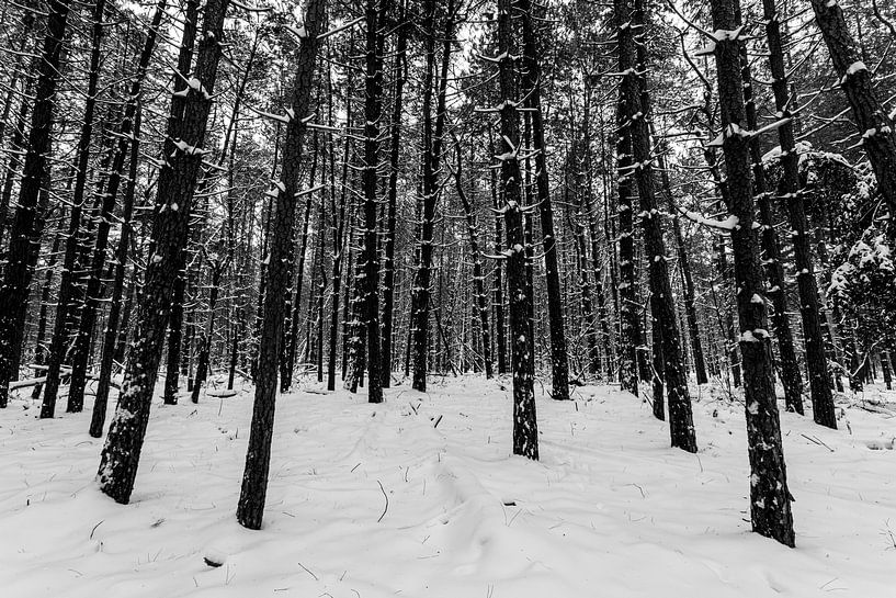 Winter forest 4 by Albert Mendelewski
