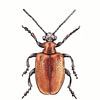 Illustration eines roten Käfers von Ebelien