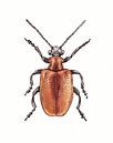 Illustration eines roten Käfers von Ebelien Miniaturansicht