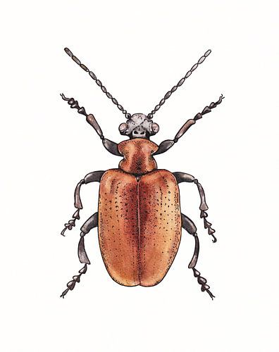 Illustration eines roten Käfers