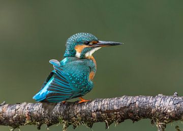 Kingfisher shakes out the feathers by Paul Weekers Fotografie