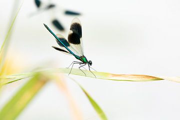 Meadowlark damselflies in high key by Petra Borsch