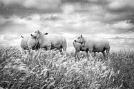 Des moutons contre un ciel nuageux typiquement hollandais. La photo est prise en Frise. Wout Kok One par Wout Kok Aperçu