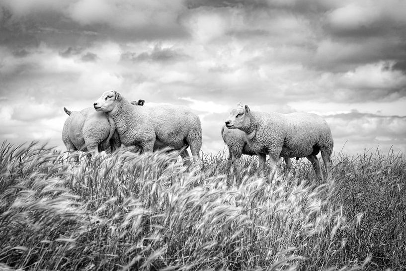 Des moutons contre un ciel nuageux typiquement hollandais. La photo est prise en Frise. Wout Kok One par Wout Kok