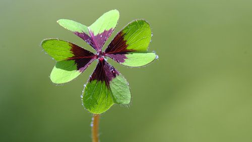 Glückskleeblatt (Eisernes Kreuz)