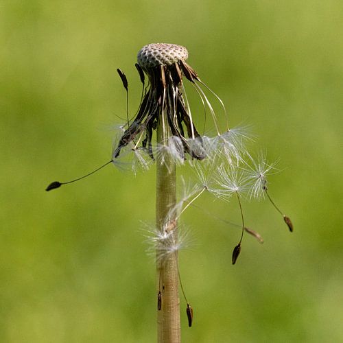 paardenbloem van Klaartje Majoor