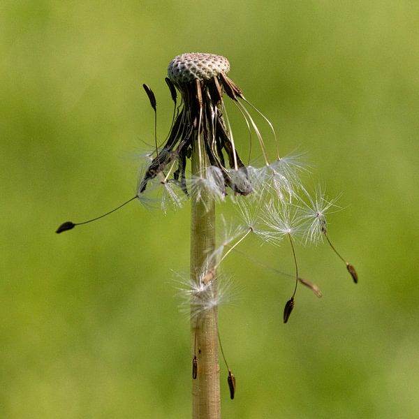 dandelion by Klaartje Majoor
