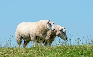 twee grazende schapen van ChrisWillemsen