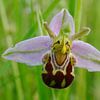 Natuur op Texel, orchidee, Ophrys apifera aurita van Peter Schoo - Natuur & Landschap