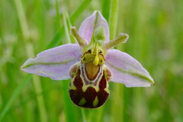 Natuur op Texel, orchidee, Ophrys apifera aurita van Peter Schoo - Natuur & Landschap
