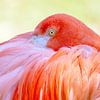Sleepyhead flamingo by Christa Krus