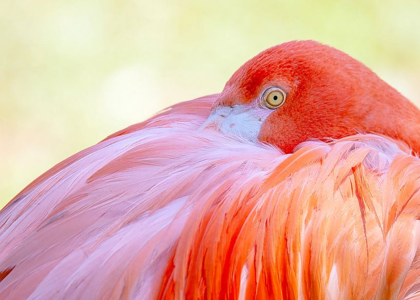 Sleepyhead flamingo by Christa Krus