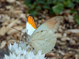Hebomoia glaucippe - Tropische Vlinder ( Collectie 2018 ) van Jan van Bruggen