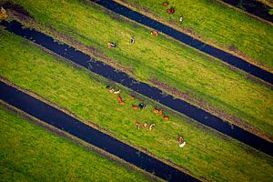 Koeien vanuit de lucht van Leon van der Velden