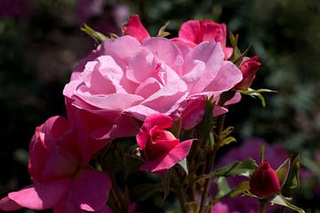 eine Nahaufnahme einer rosa Rose mit Knospen von W J Kok